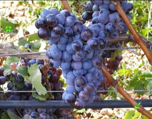 Nero di Troia