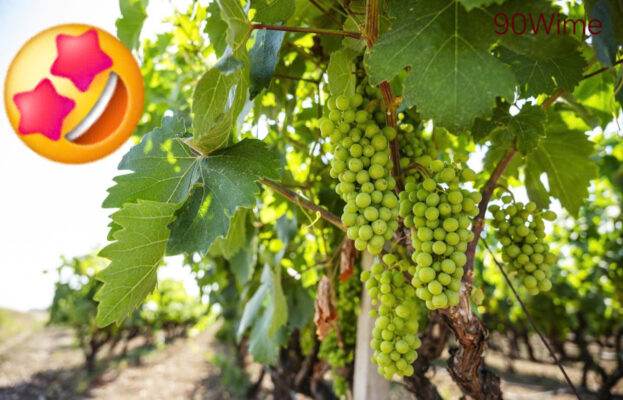 Primitivo""